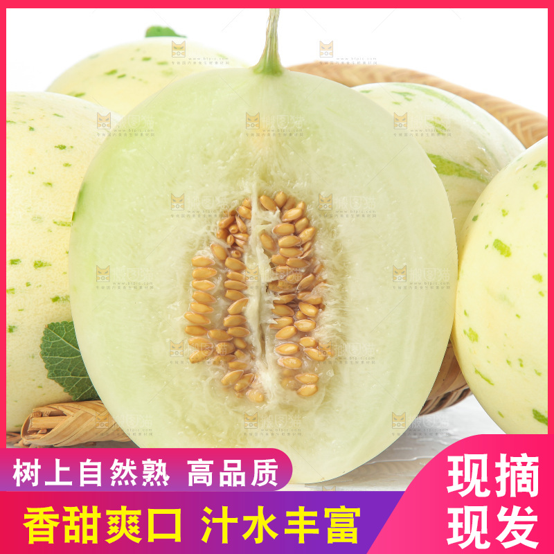 白底上的月露流星蜜瓜