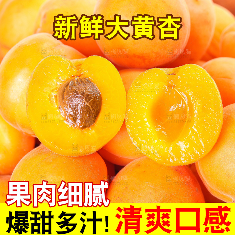 白底上的大黄杏