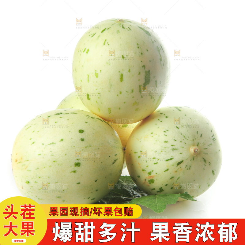 白底上的月露流星蜜瓜