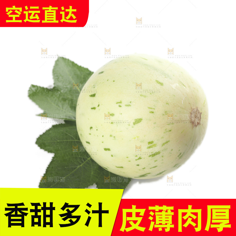 白底上的月露流星蜜瓜