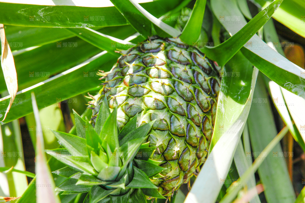 凤梨种植基地