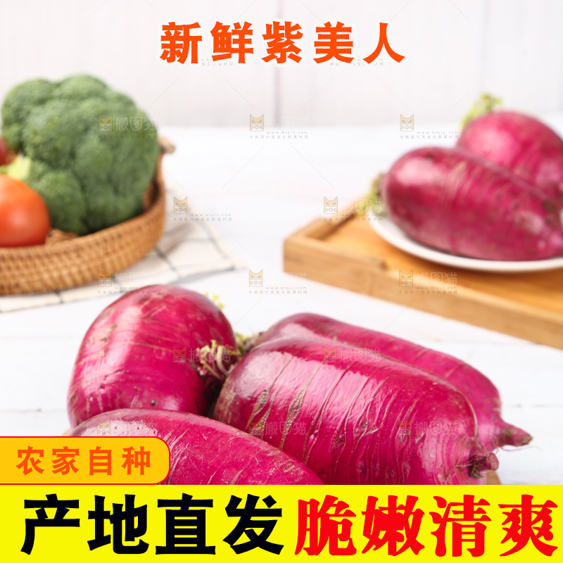 浅底上的紫美人萝卜