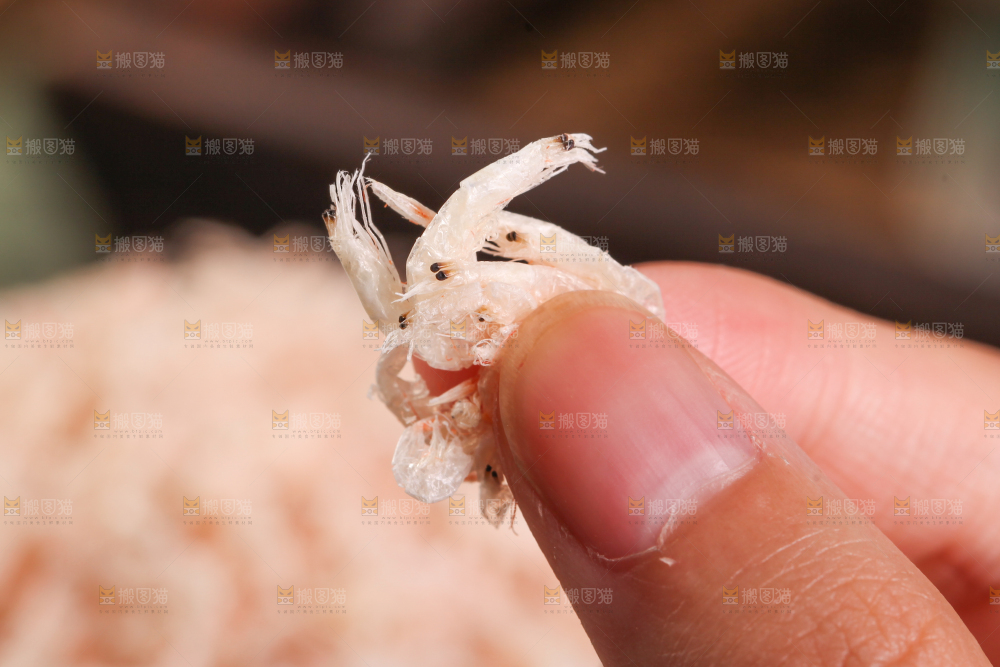 深底上的虾米皮
