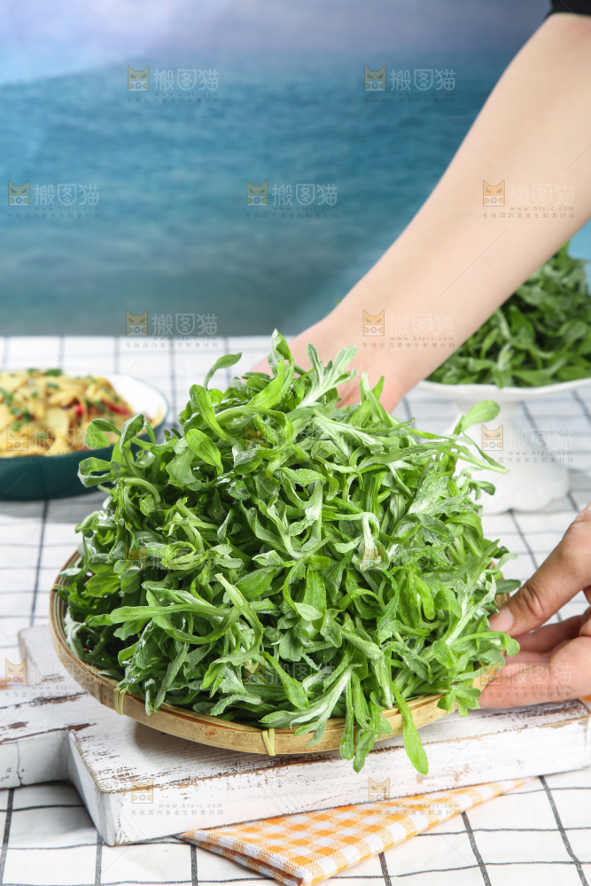 浅底上的鼠曲草
