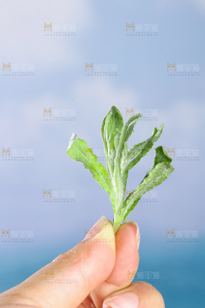 浅底上的鼠曲草