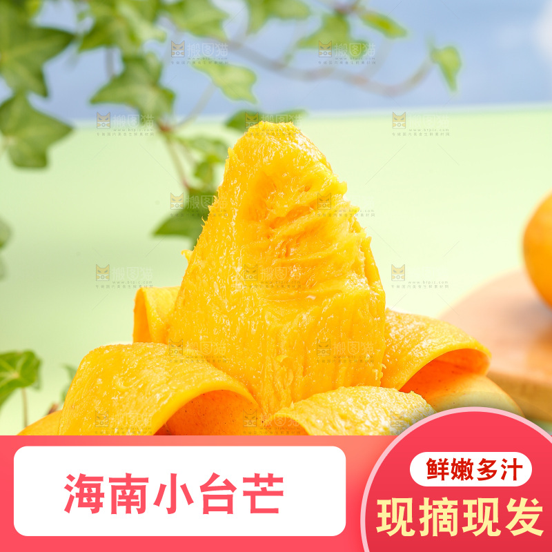 浅底上的小台芒