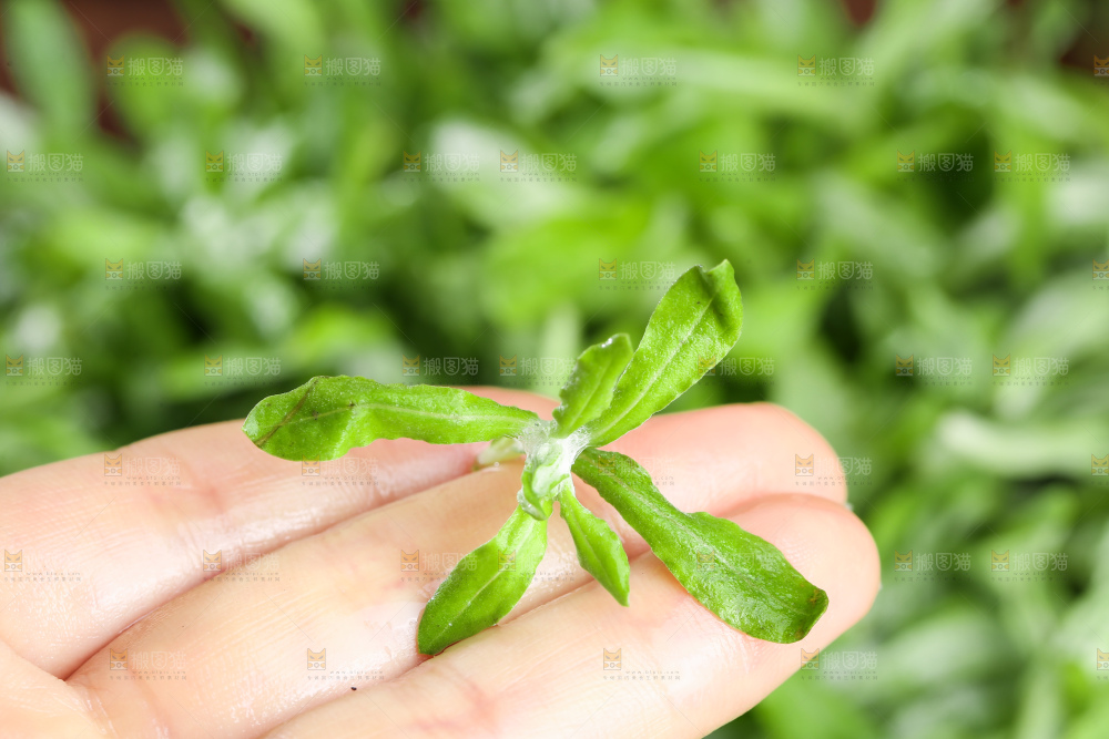 深底上的鼠曲草