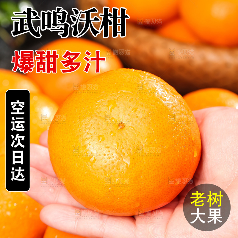 深底上的武鸣沃柑