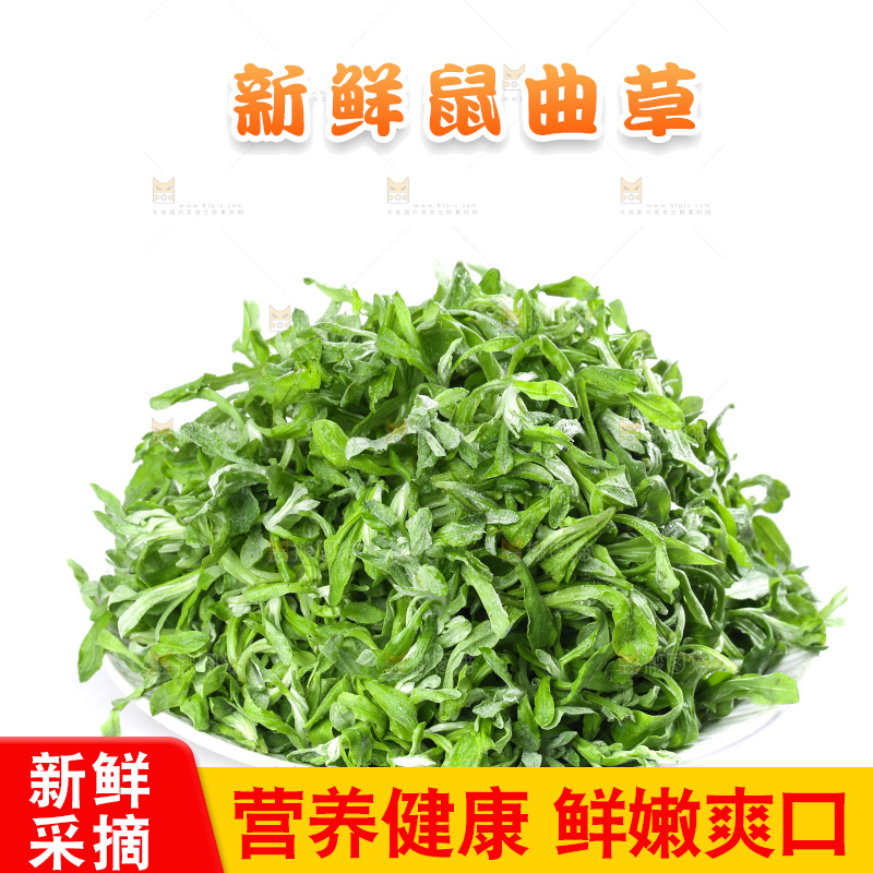 白底上的鼠曲草