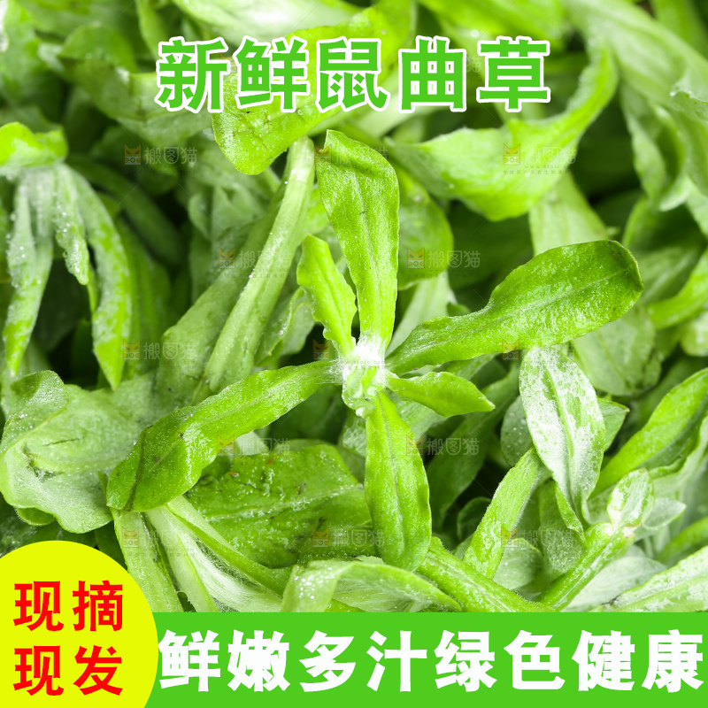 深底上的鼠曲草