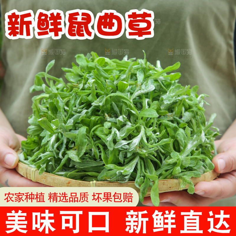 深底上的鼠曲草