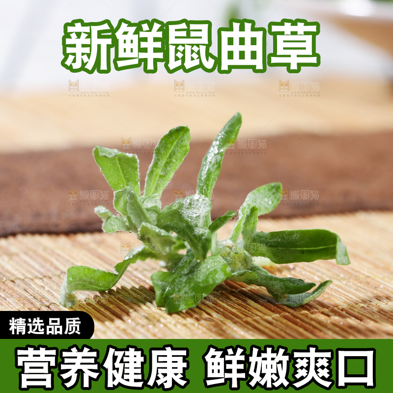 浅底上的鼠曲草