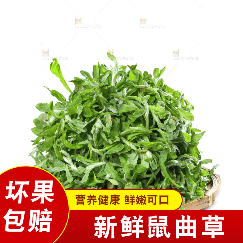 白底上的鼠曲草
