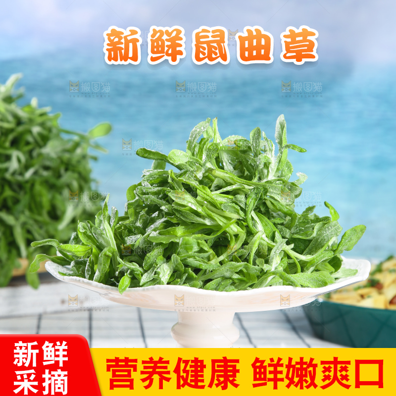 浅底上的鼠曲草