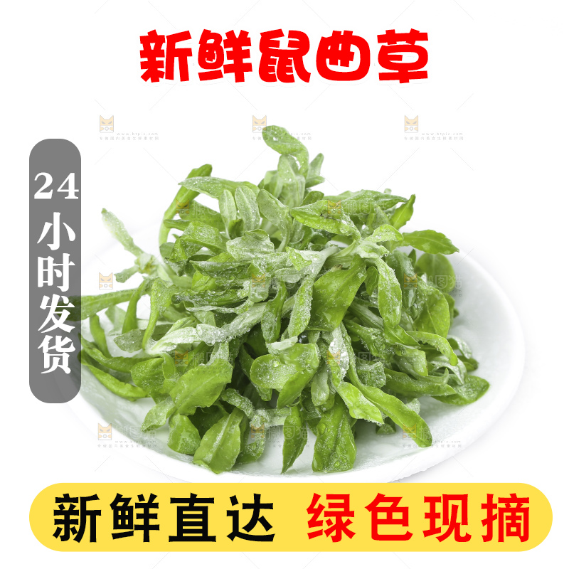 白底上的鼠曲草
