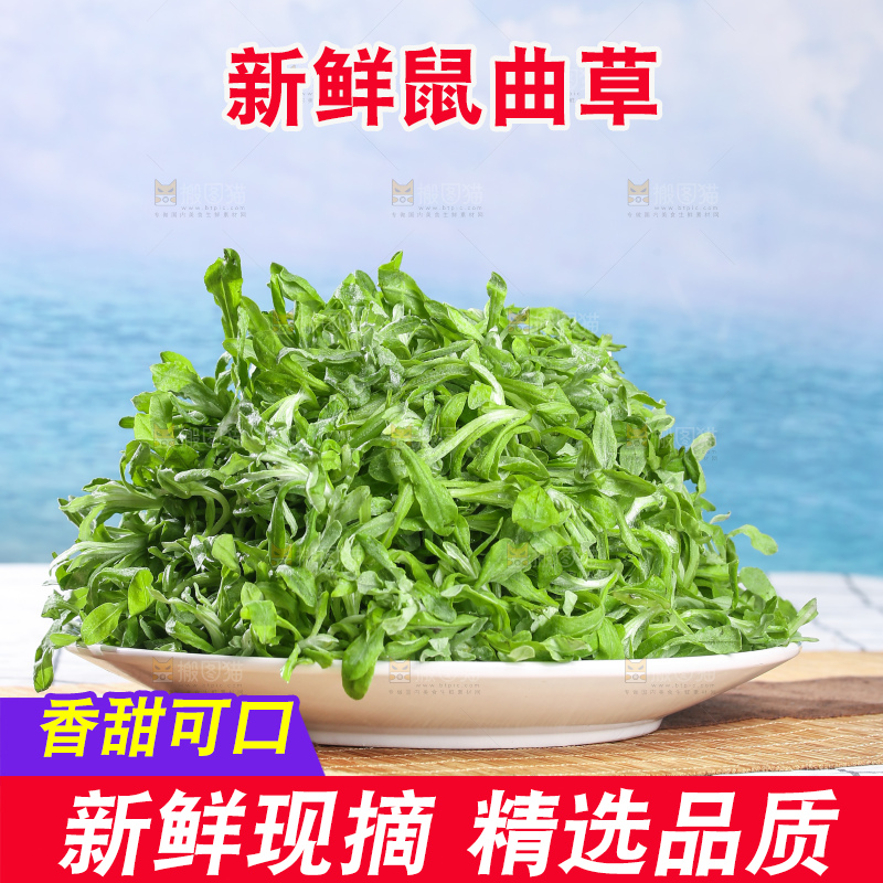 浅底上的鼠曲草