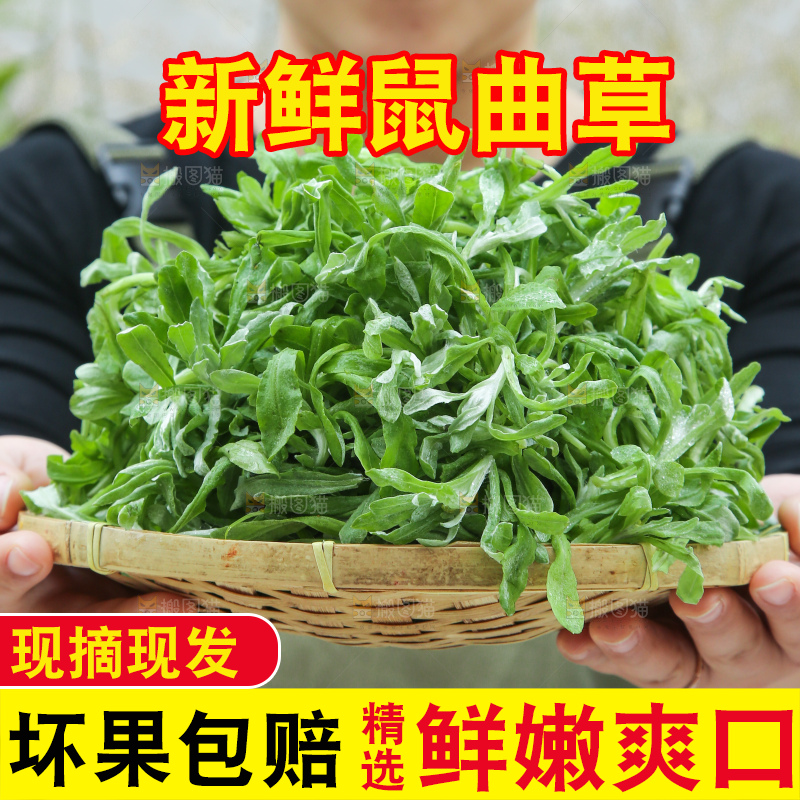 深底上的鼠曲草