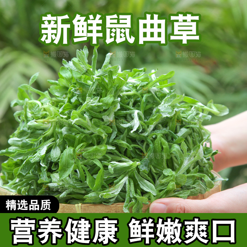 深底上的鼠曲草