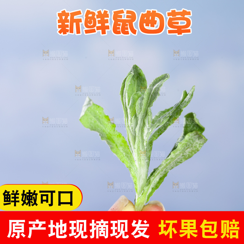 浅底上的鼠曲草