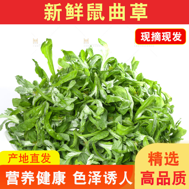 白底上的鼠曲草