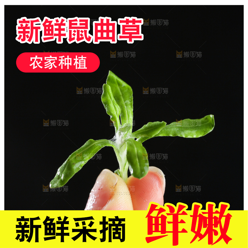 深底上的鼠曲草