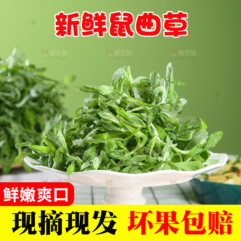 浅底上的鼠曲草