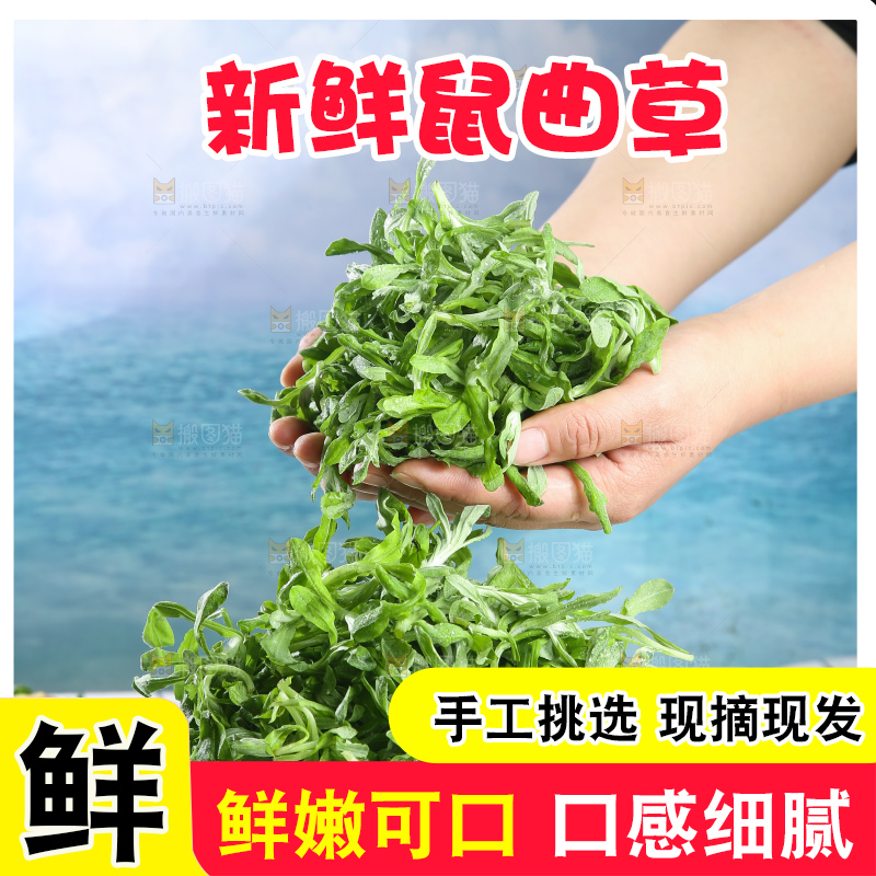 浅底上的鼠曲草