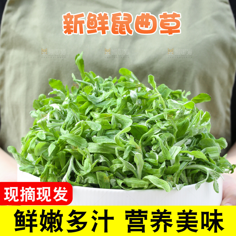 深底上的鼠曲草