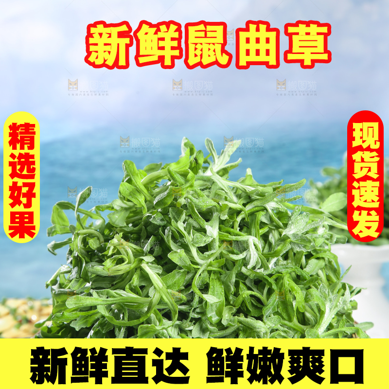 浅底上的鼠曲草