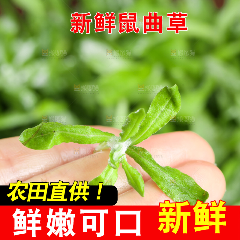 深底上的鼠曲草