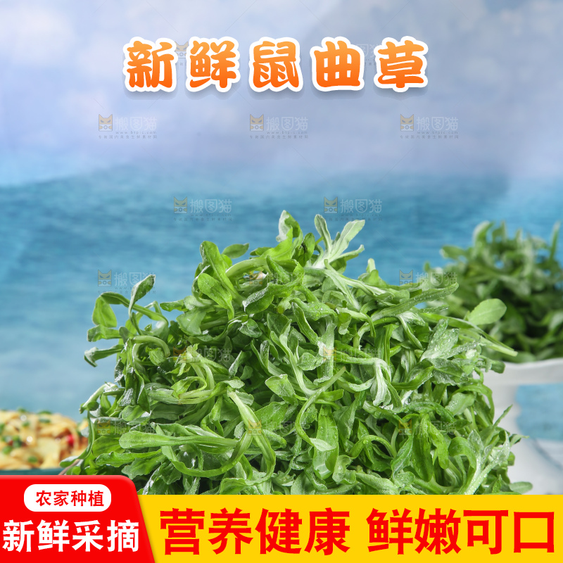浅底上的鼠曲草