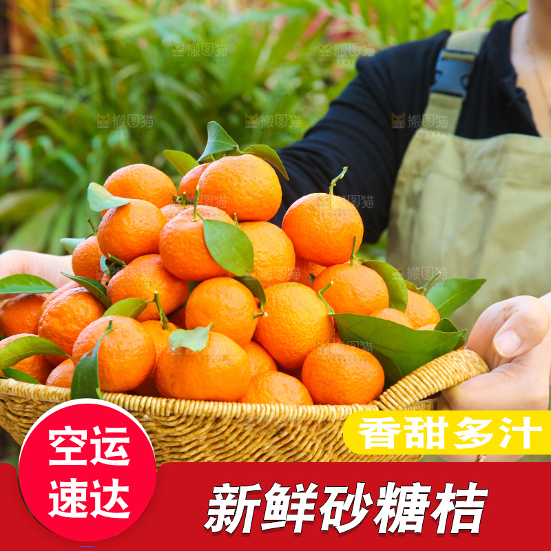 手里拿着沙糖橘
