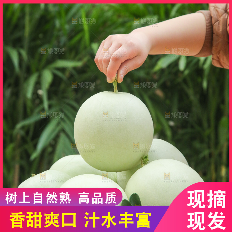 手里拿着玉菇甜瓜