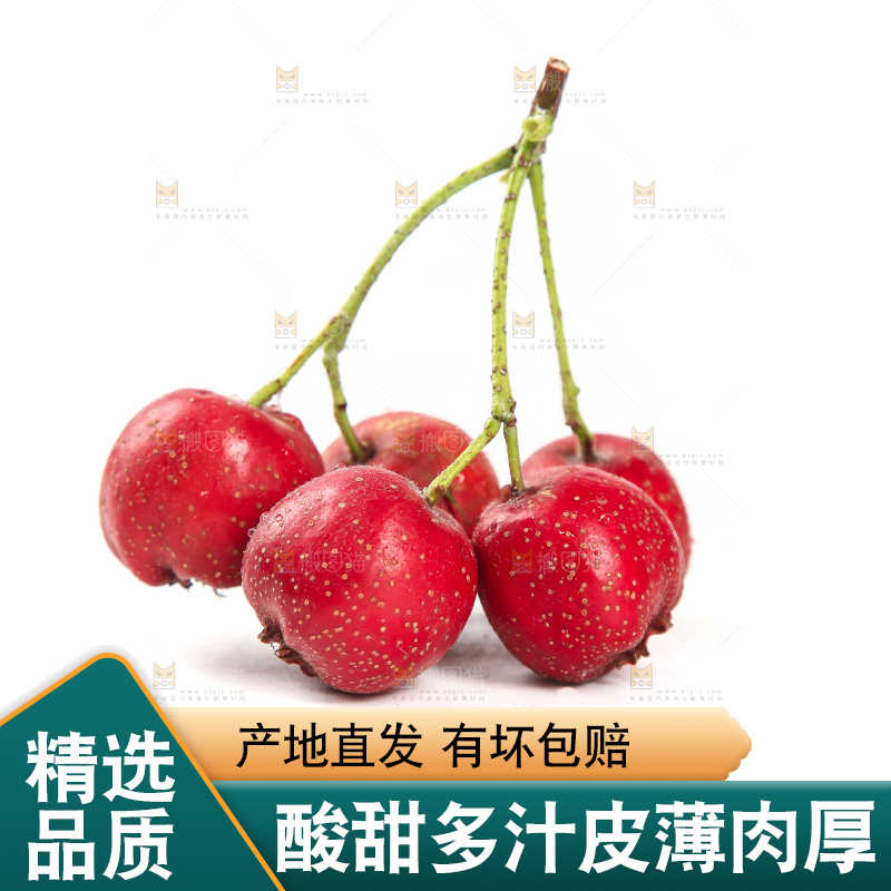 白底上的新鲜山楂