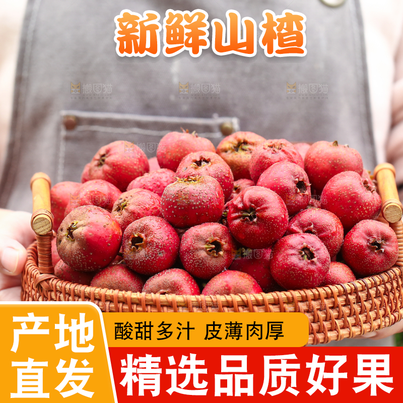 手里拿着新鲜山楂
