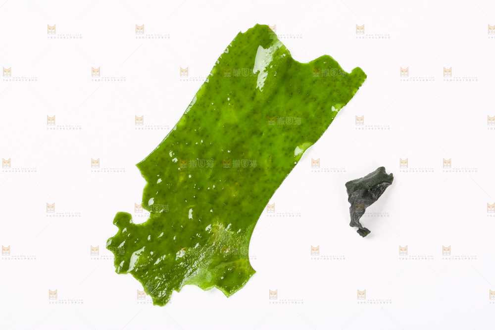 白底上的裙带菜
