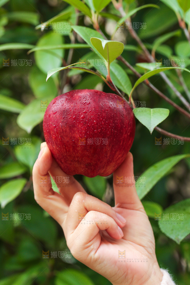 手里拿着花牛苹果