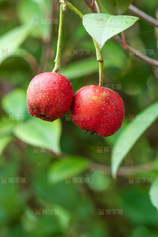 手里拿着新鲜山楂