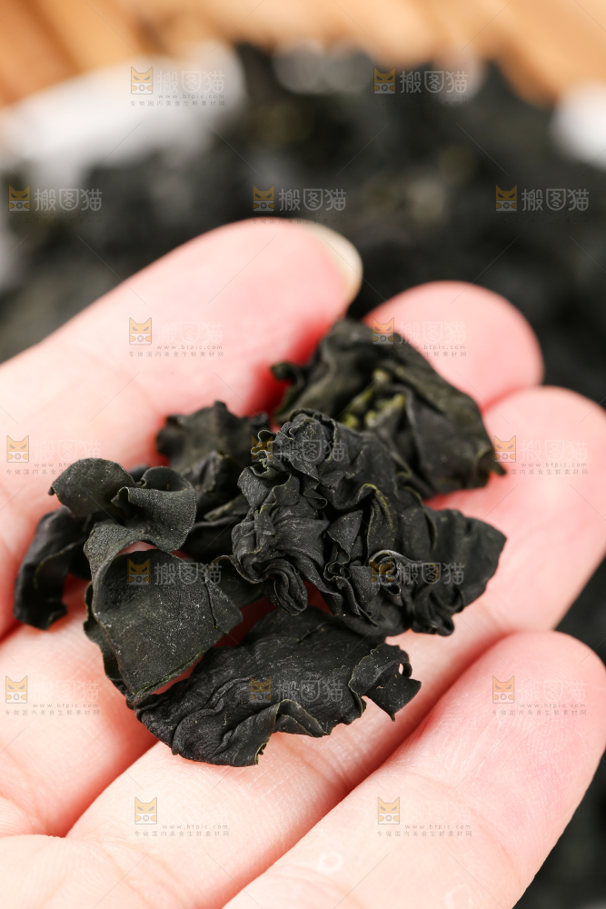 深底上的裙带菜