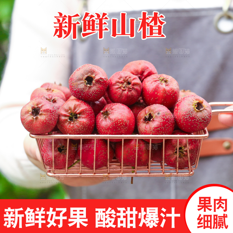 手里拿着新鲜山楂