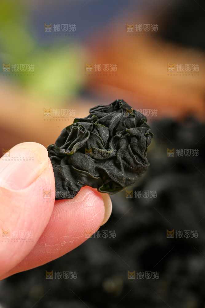 深底上的裙带菜