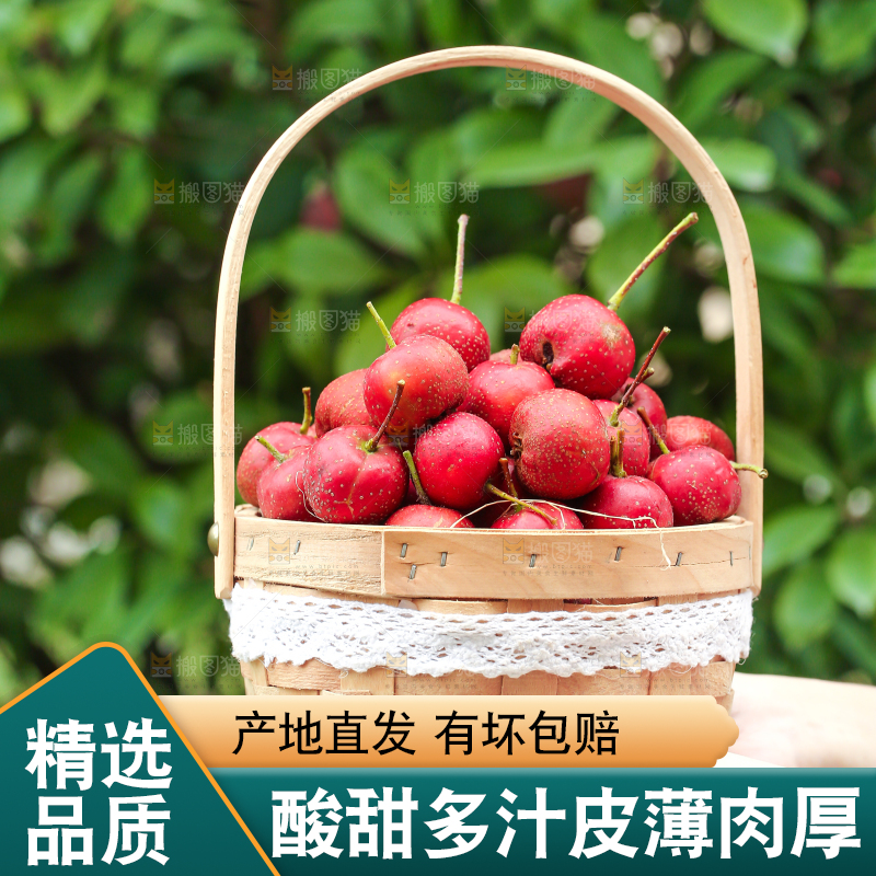 手里拿着新鲜山楂
