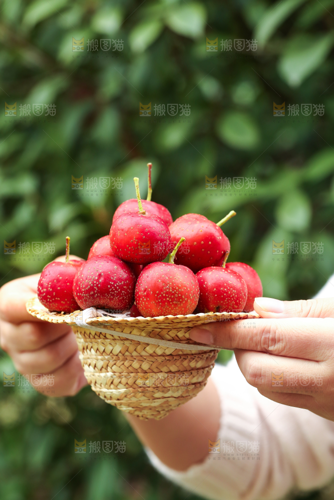 手里拿着新鲜山楂