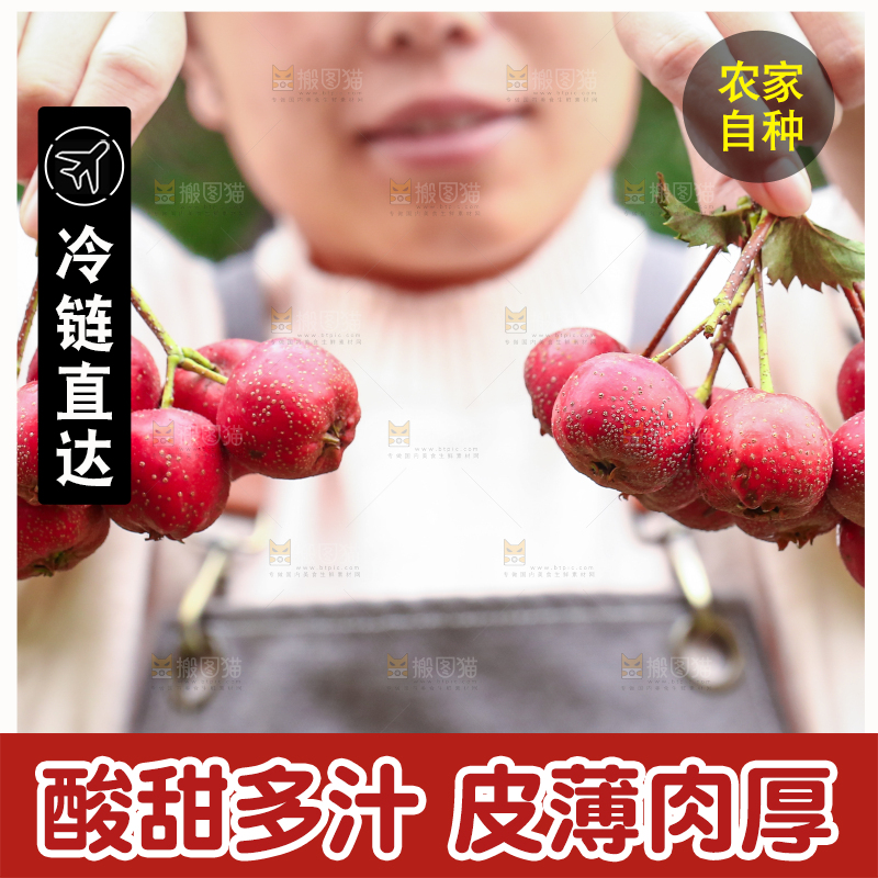 手里拿着新鲜山楂