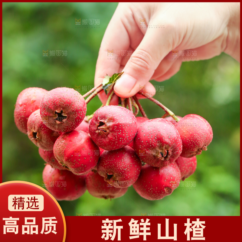 手里拿着新鲜山楂