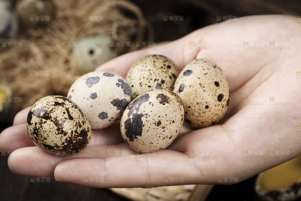 深底上的新鲜鹌鹑蛋