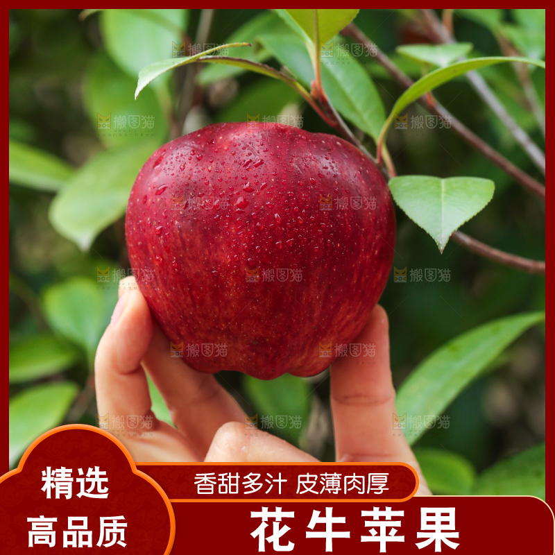 手里拿着花牛苹果