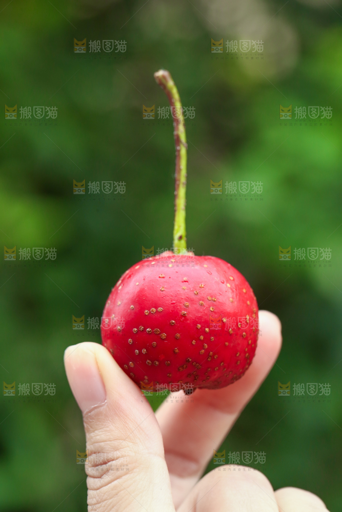 手里拿着新鲜山楂