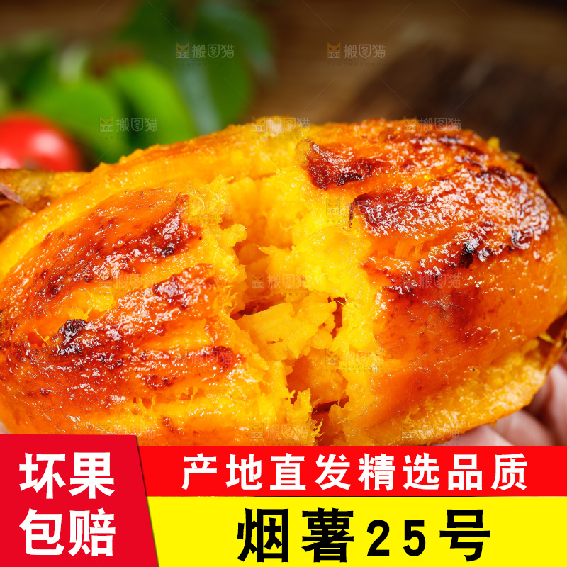 深底上的烟薯25号