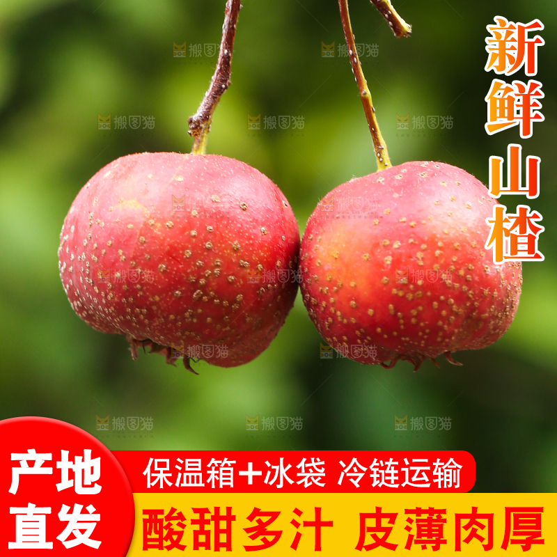 手里拿着新鲜山楂